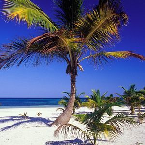 Meet your Posher, Casio